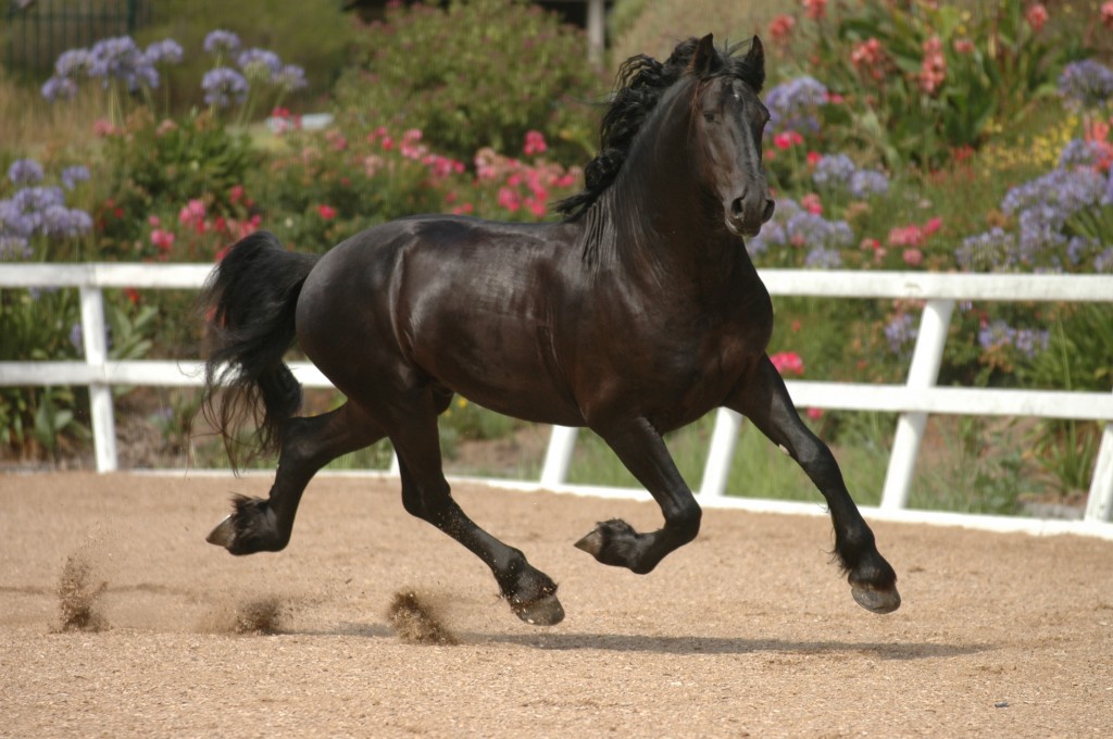 Ebony Park Elko - Dressage Friesian Stallion